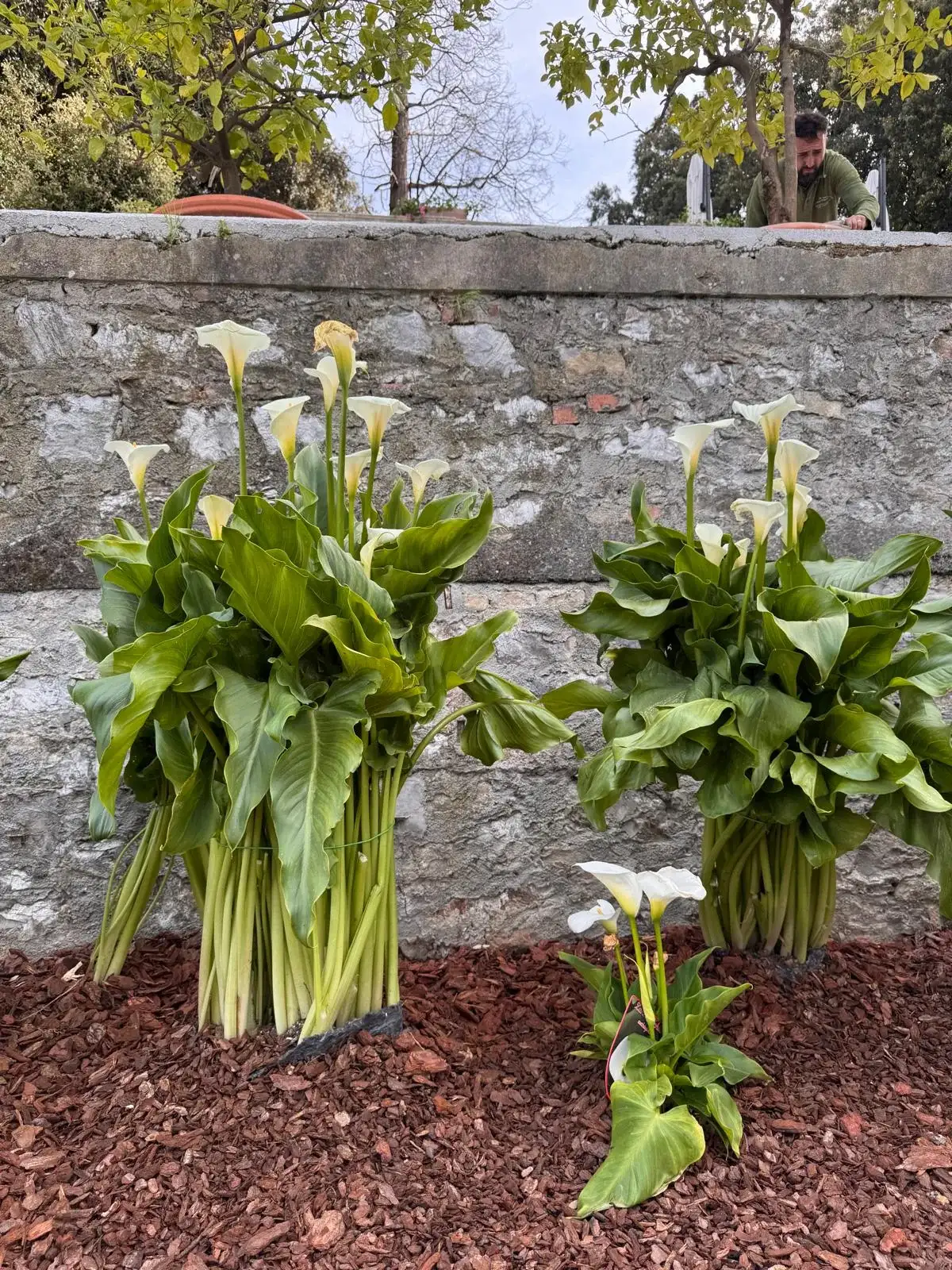 Calla lilies against an old stone wall